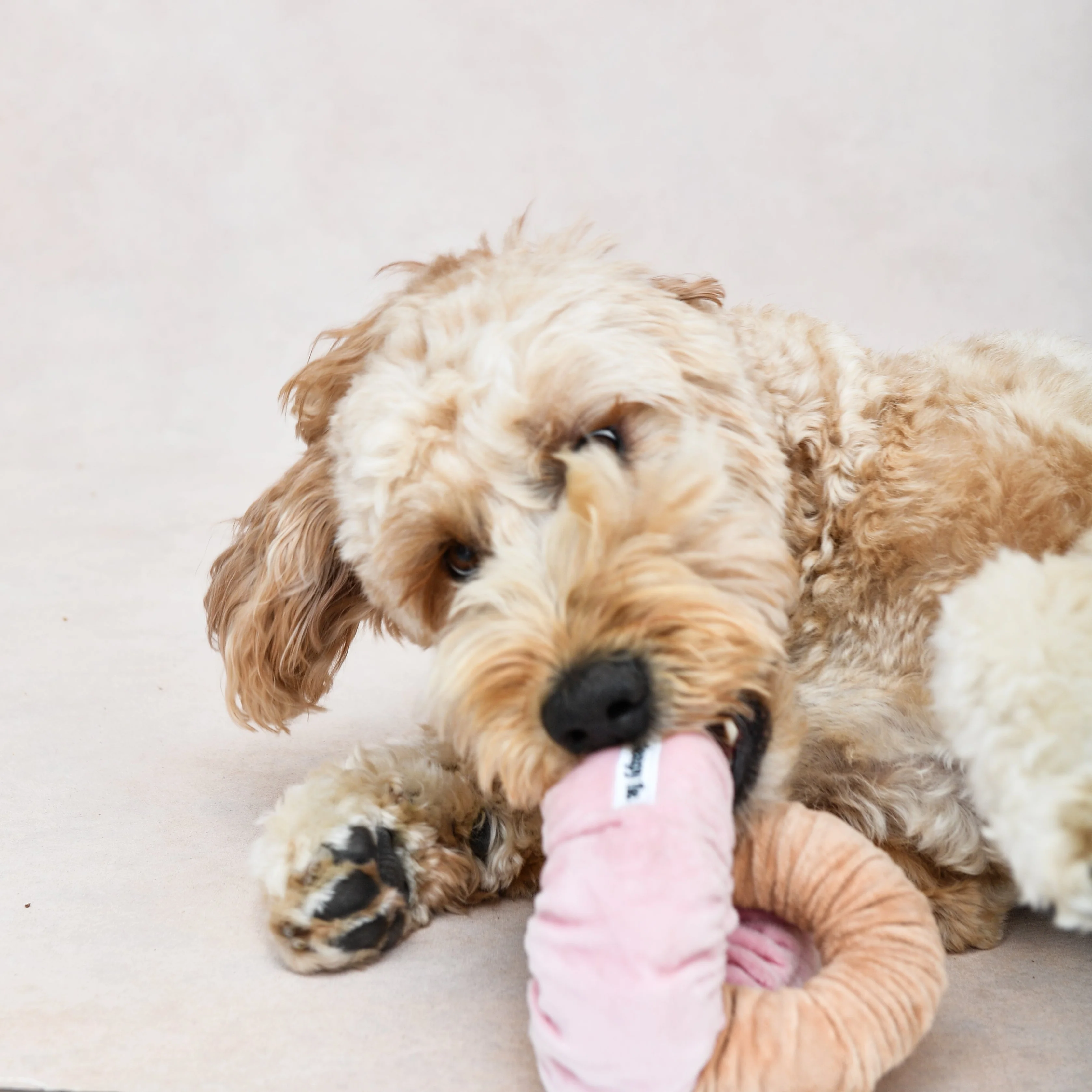 The Doggy Tie - Image 5